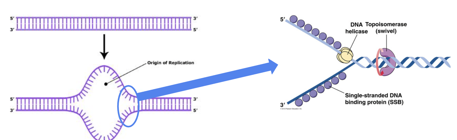 <p><span style="background-color: transparent; font-family: "Proxima Nova", sans-serif;"><span>First DNA helicase unwinds the DNA strands. </span></span></p><p><span style="background-color: transparent; font-family: "Proxima Nova", sans-serif;"><span>Topoisomerase relaxes supercoiling in front of the replication fork.</span></span></p>