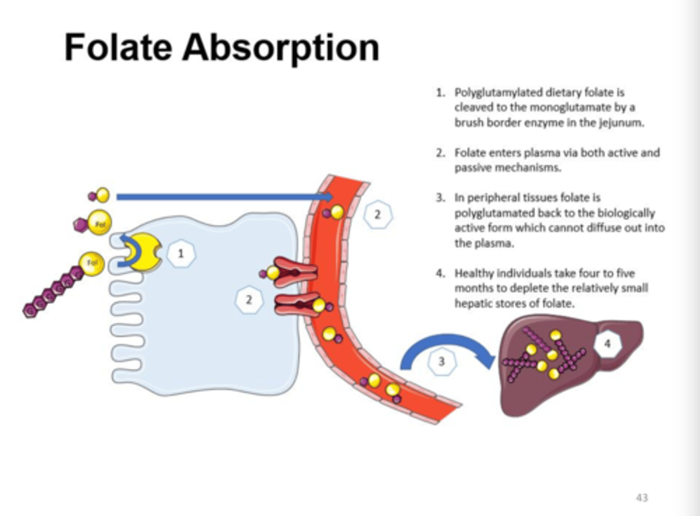 <p>Folic acid = NO digestion</p><p>Folate = Folate hydrolase aka glutamate carboxypeptidase II conjugate removes the glutamic acid residues present; and zinc is required for the zinc-dependent enzyme in the brush border for absorption</p>