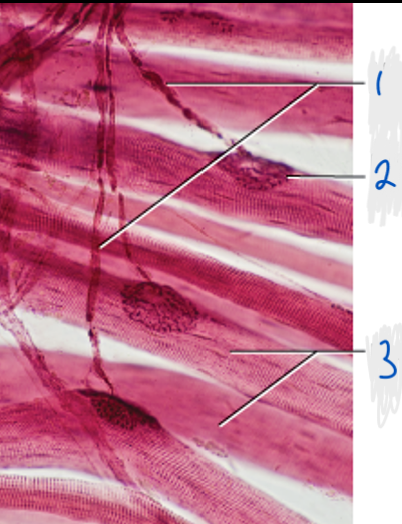 neuromuscular junction