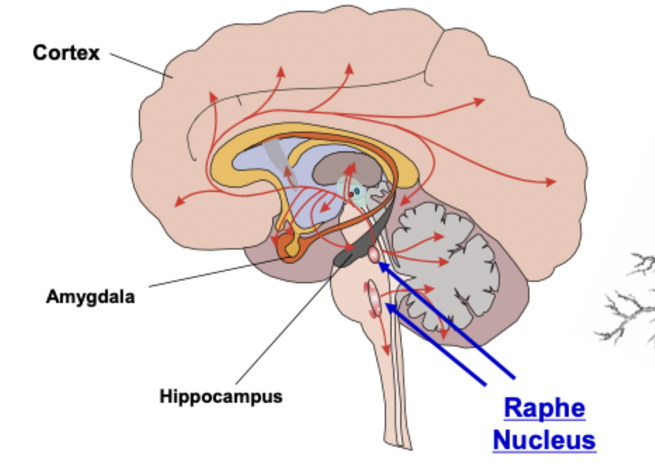 <p>raphe nucleus, cortex, amygdala, hippocampus</p>