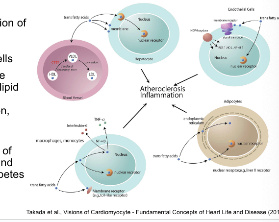 <p>contributing to heart disease</p><ul><li><p>dietary TFAs influence the function of multiple cell types including…</p><ul><li><p>hepatocytes</p></li><li><p>adipocytes</p></li><li><p>macrophages</p></li><li><p>endothelial cells</p></li></ul></li><li><p>TFA consumption affects multiple metabolic risk factors including</p><ul><li><p>lipid and lipoprotein levels</p></li><li><p>systemic inflammation</p></li><li><p>endothelial function</p></li><li><p>adiposity</p></li><li><p>glucose-insulin homeostasis</p></li></ul></li><li><p>TFA consumption <strong>increases</strong> risk of clinical coronary heart disease and likelihood of development of diabetes</p></li></ul><p></p>