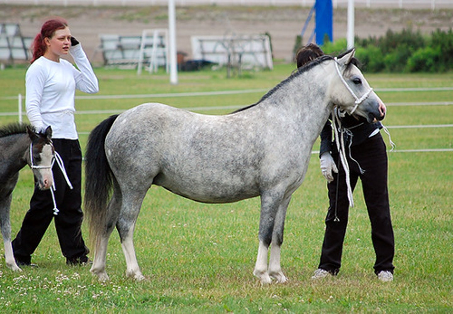 <p>pony breed:</p><p>originated in Wales; ideal for young children; uses: work, athletic</p>