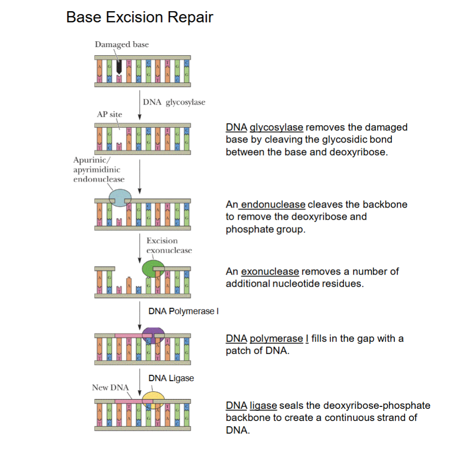 <ul><li><p><u>DNA glycosylase</u> first removes damaged base.</p></li><li><p><u>Endonuclease</u> attacks DNA from inside (middle) to remove backbone segment.</p></li><li><p><u>Exonuclease</u> attacks ends formed to remove additional nucleotides.</p></li><li><p><u>DNA polymerase I</u> repairs patch of DNA (same enzyme in DNA replication to repair primer patches).</p></li><li><p><u>DNA ligase</u> seals backbone to join nucleotides together.</p></li><li><p>Nucleotide excision repair works similarly.</p></li></ul><p></p>