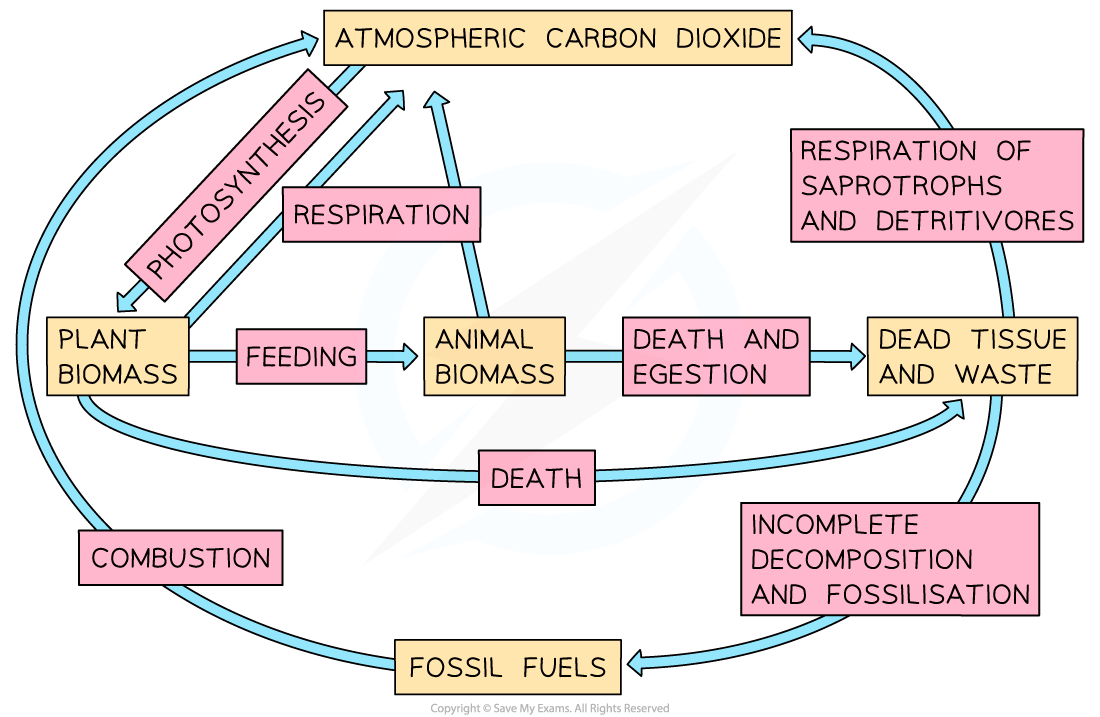 <p>The processes by which carbon is transferred from one store to another</p>
