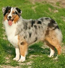 <p>it is spotted and spotted is spider and spiders are from?</p>