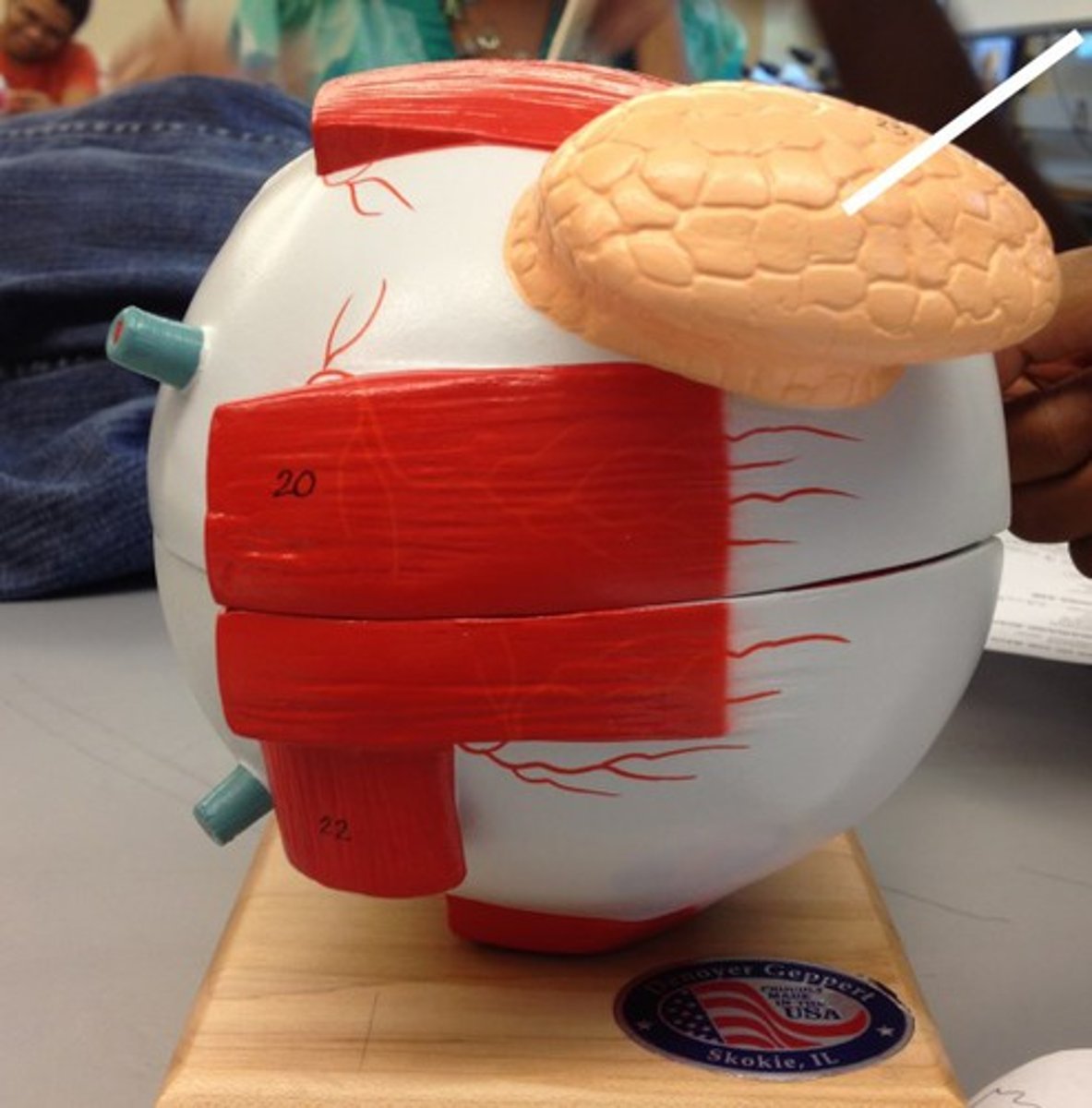 knowt flashcard image