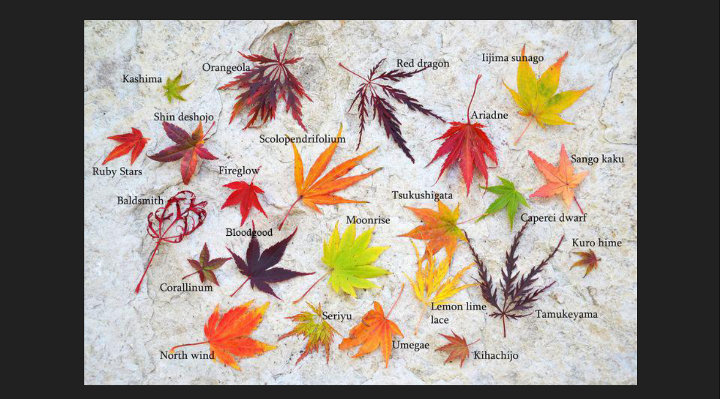 <p>Acer palmatum</p><p>Japanese Maple</p>