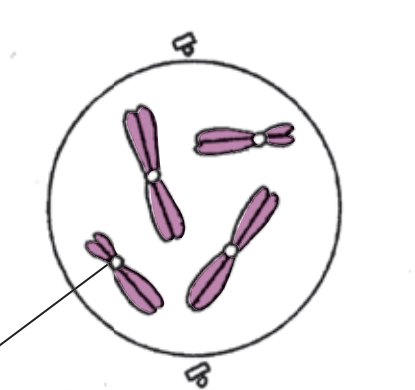 <p>As each chromosome becomes smaller and larger it is seen to be a 2 stranded thread. The two chromatids have followed from the same copy of a chromosome. They would be held together by a centromere</p>