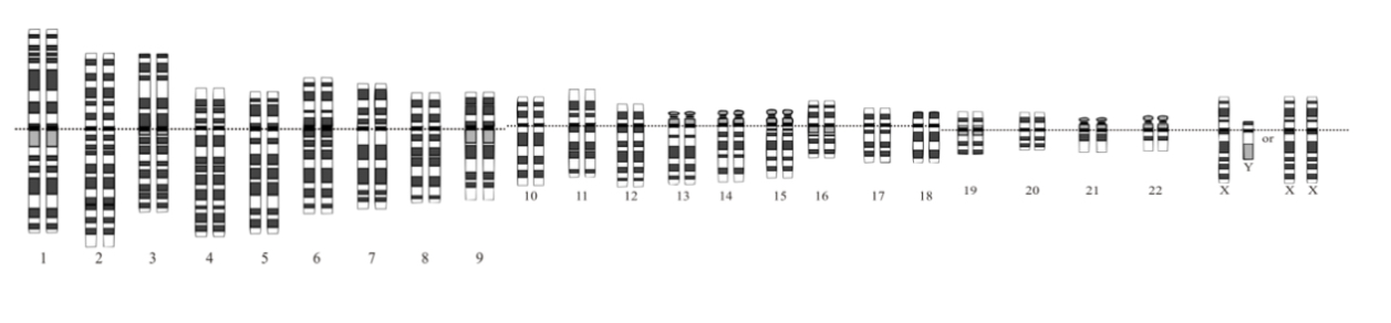 <ul><li><p>22 pairs of somatic Chromosomes (autosomes)</p></li><li><p>1 pair of sex chromosomes</p></li></ul><p></p>