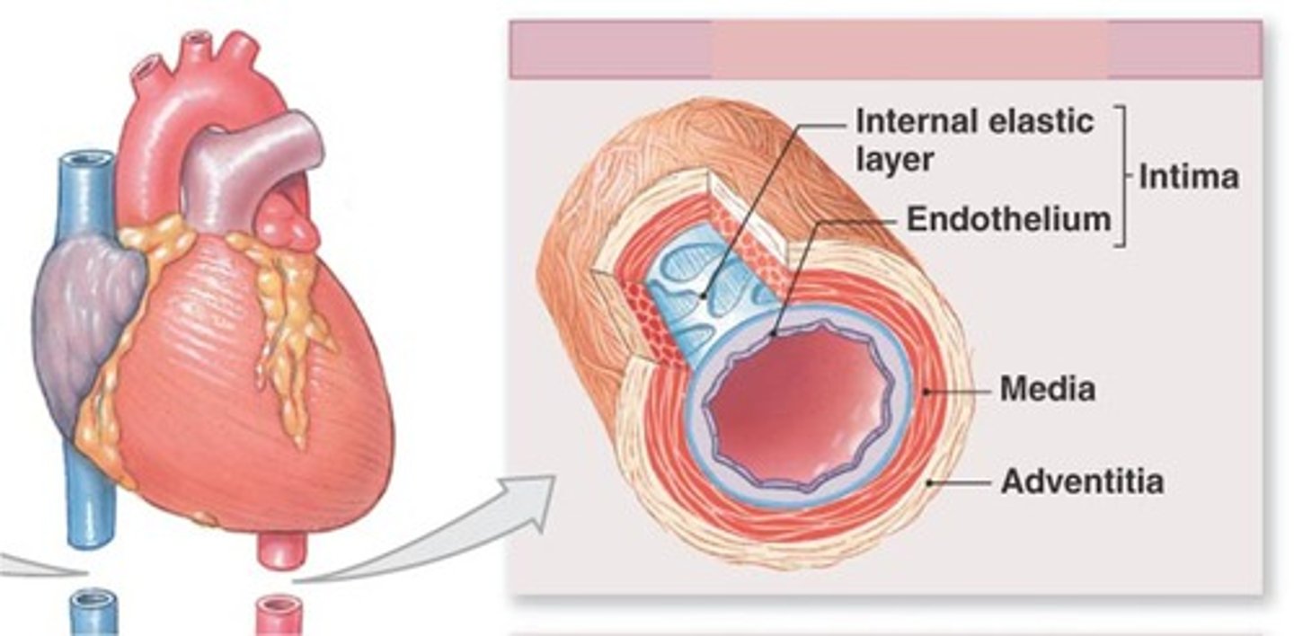 <p>Includes the aorta, and major branches. Stretch when blood is forced out of the heart, and recoils under low pressure.</p>
