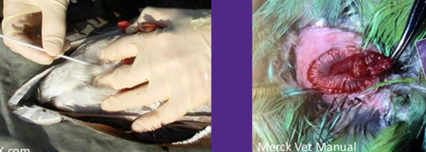 <p>Why is it important to do a cloacal examination?</p>