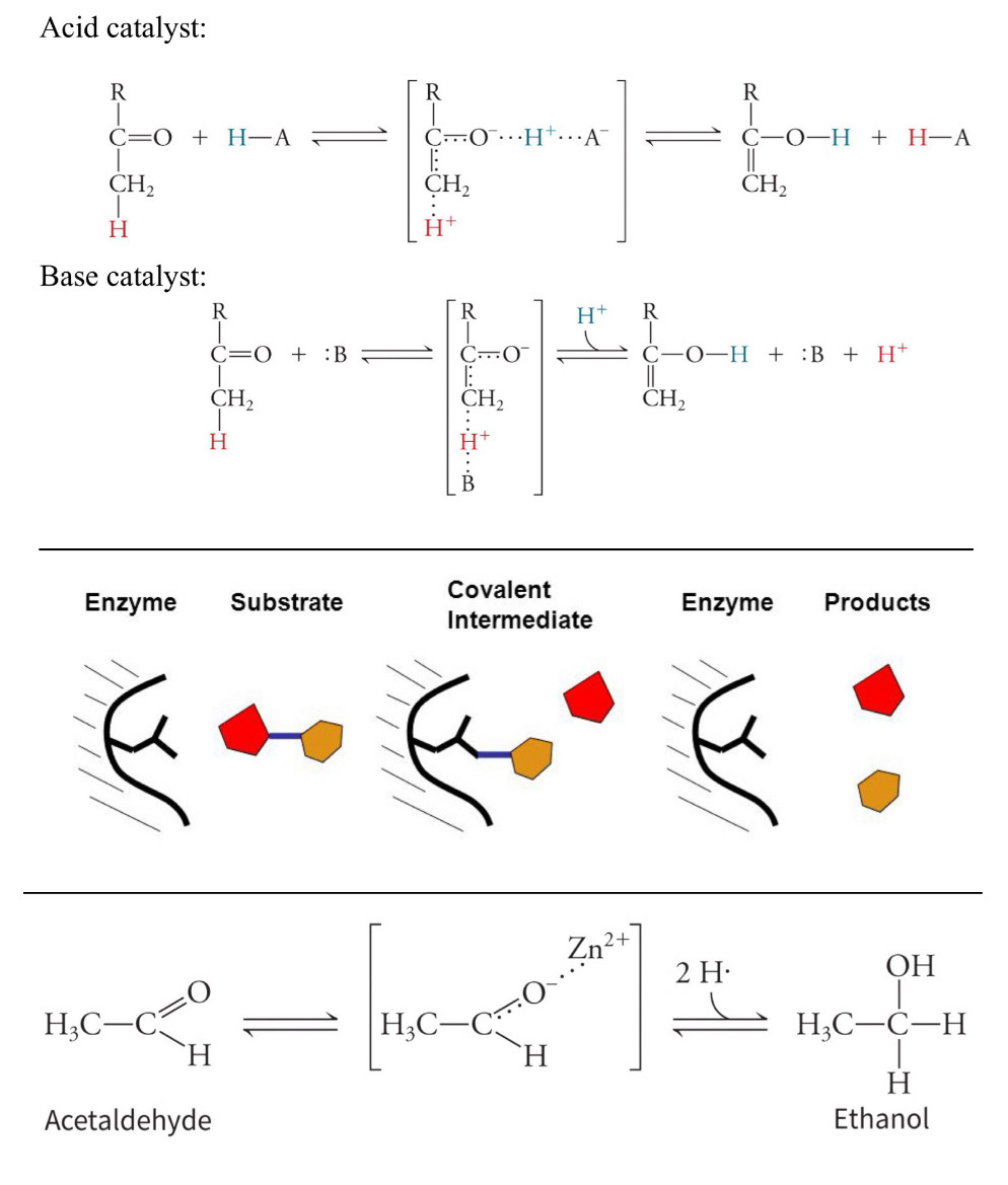 <p>1) acid-base catalysis</p><ul><li><p>proton is transferred&nbsp;(accepted/donated, some have both) between the enzyme and substrate to stabilize the transition state</p></li><li><p>acid catalyst- proton is donated</p></li><li><p>base catalyst- proton is accepted</p></li><li><p><em>remember that the enzyme must end how it started, know where H goes at end</em></p></li></ul><p>2) covalent catalysis</p><ul><li><p>covalently bond to a substrate during the transition state</p></li><li><p>transient/temporary covalent bond</p></li><li><p>nucleophile (in enzyme active site) forms the bond in search of an electron poor center</p></li><li><p>two-part reaction process with intermediate between them, first part is covalent bond forming, second part is it breaking (usually higher energy bump)</p></li></ul><p>3) metal ion catalysis</p><ul><li><p>mediate oxidation-reduction reactions to promote reactivity of other groups in enzyme’s active site through electrostatic effects</p></li><li><p>stabilize the transition state</p></li></ul><p></p>