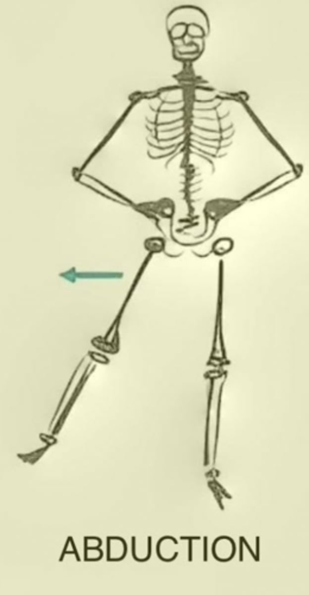 <p>Movement of a body segment in a lateral plane away from the body's midline</p>