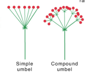 <p>Umbel</p>