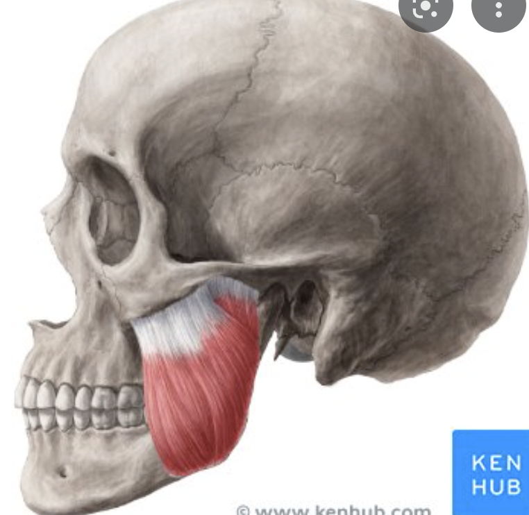 <p>origin : zygomatic bone insertion : angle &amp; raymus of mandible</p>