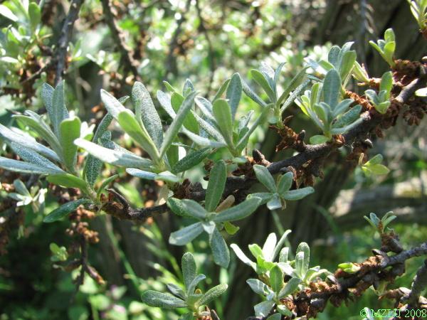 <p><span>rakytník úzkolistý</span></p>