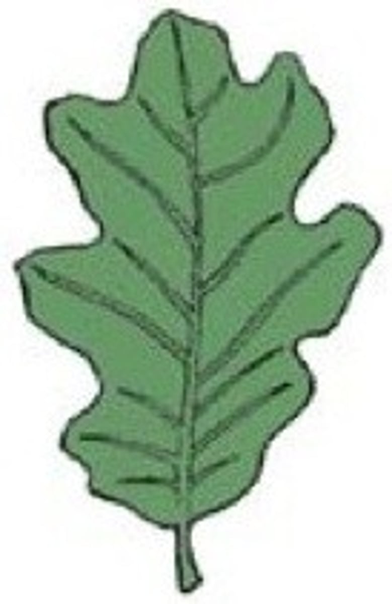 <p>Shape - Lobed</p><p>Margin - Entire</p><p>Venation - Pinnate</p>