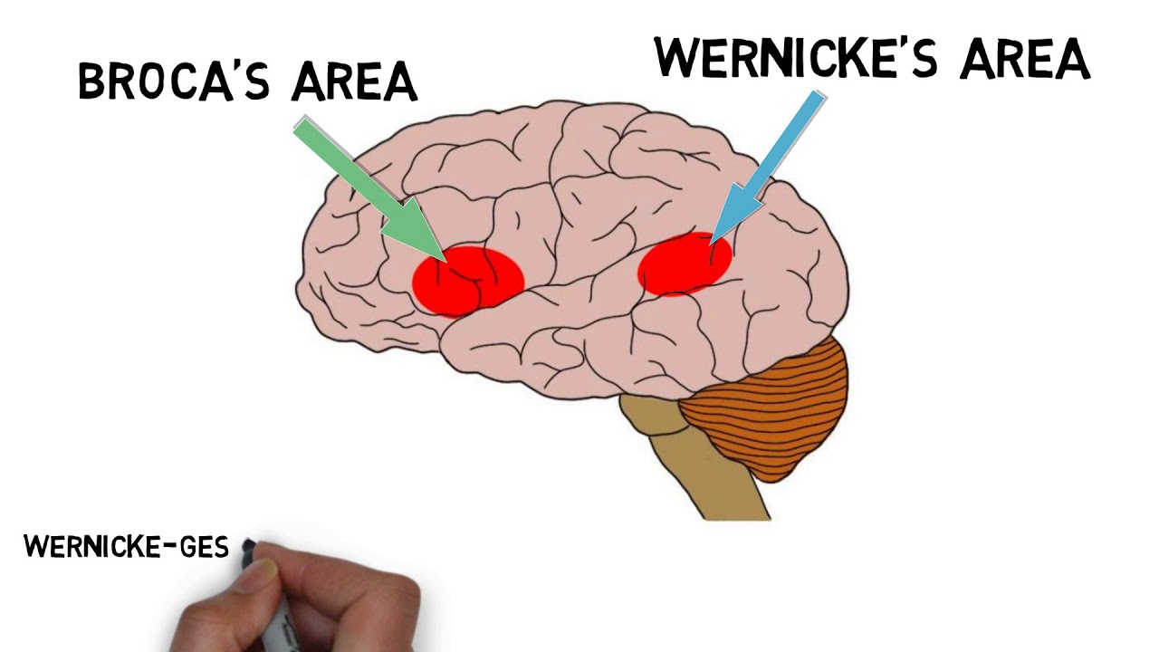 <p>Controls Speech and Language Comprehension Respectively</p>