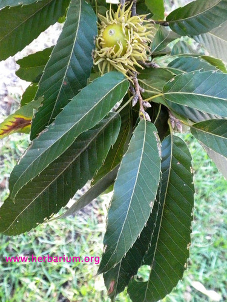 <p>ID Key: Cluster of Imbricate buds, spiky cap, furrowed bark</p>