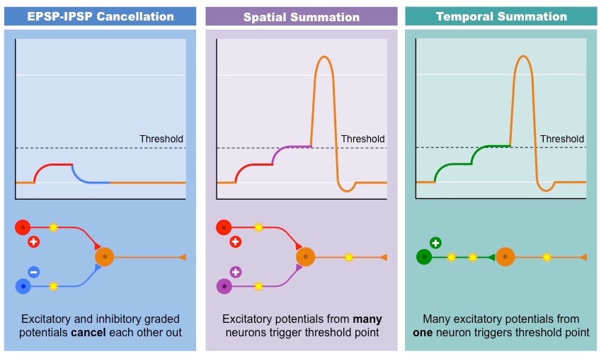 <ul><li><p><strong><u>Spatial Summation</u></strong>: when <u>multiple</u> presynaptic neurons fire simultaneously (or close in time) at different locations on the postsynaptic neuron. Their combined postsynaptic potentials sum. </p></li><li><p><strong><u>Temporal Summation</u></strong>: When a <u>single</u> presynaptic neuron fire multiple times in quick succession. The postsynaptic potentials add up over time. </p></li></ul><p></p>