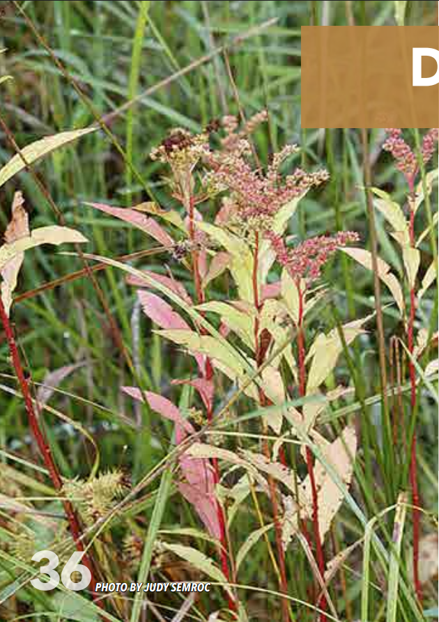 <p>Stonecrop; Crassulaceae</p>
