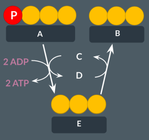 <p><span><span>The image below shows anaerobic respiration in animals.</span></span></p><p><span><span>Give the name of the </span></span><strong>process</strong><span><span> that converts molecule C to molecule D.</span></span></p>