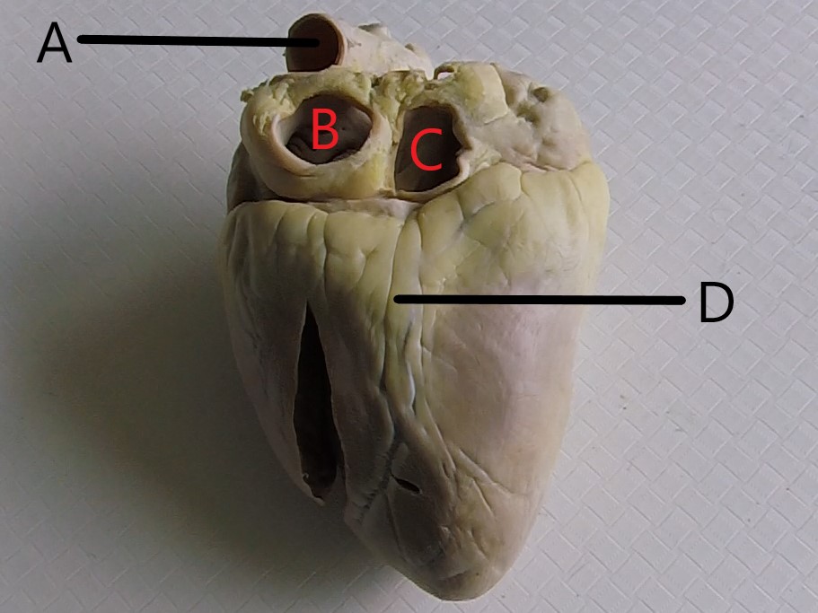 <p>What is B?</p>