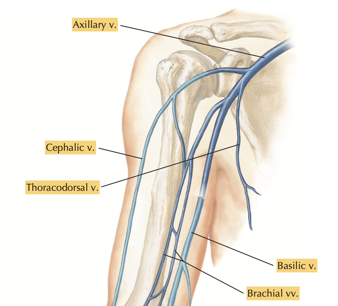 <p><strong>Basilic Vein</strong></p><p><strong>Brachial vein</strong></p><p>(+) Cephalic vein joins </p><p></p>