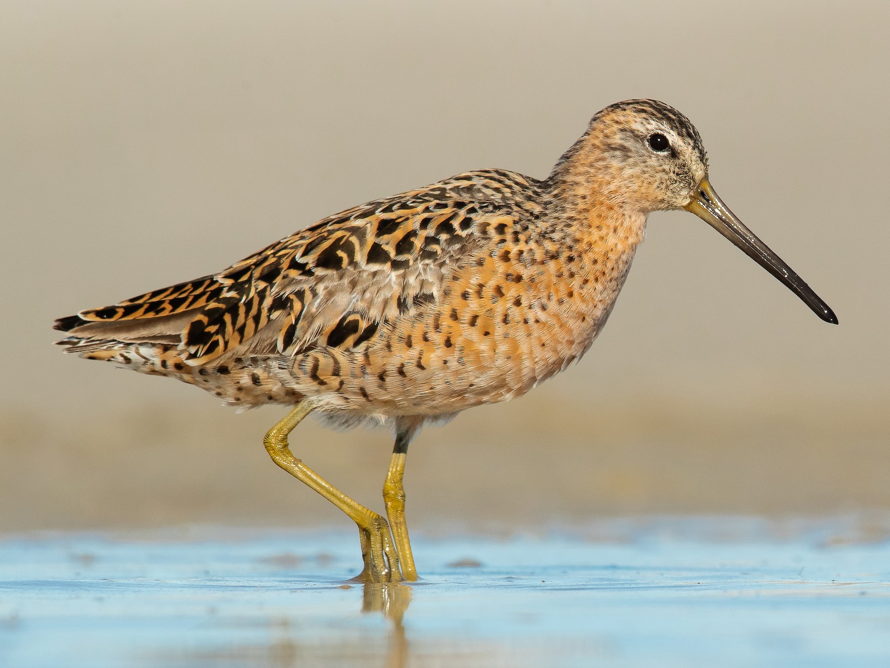 <p>Short Billed Dowitcher</p>