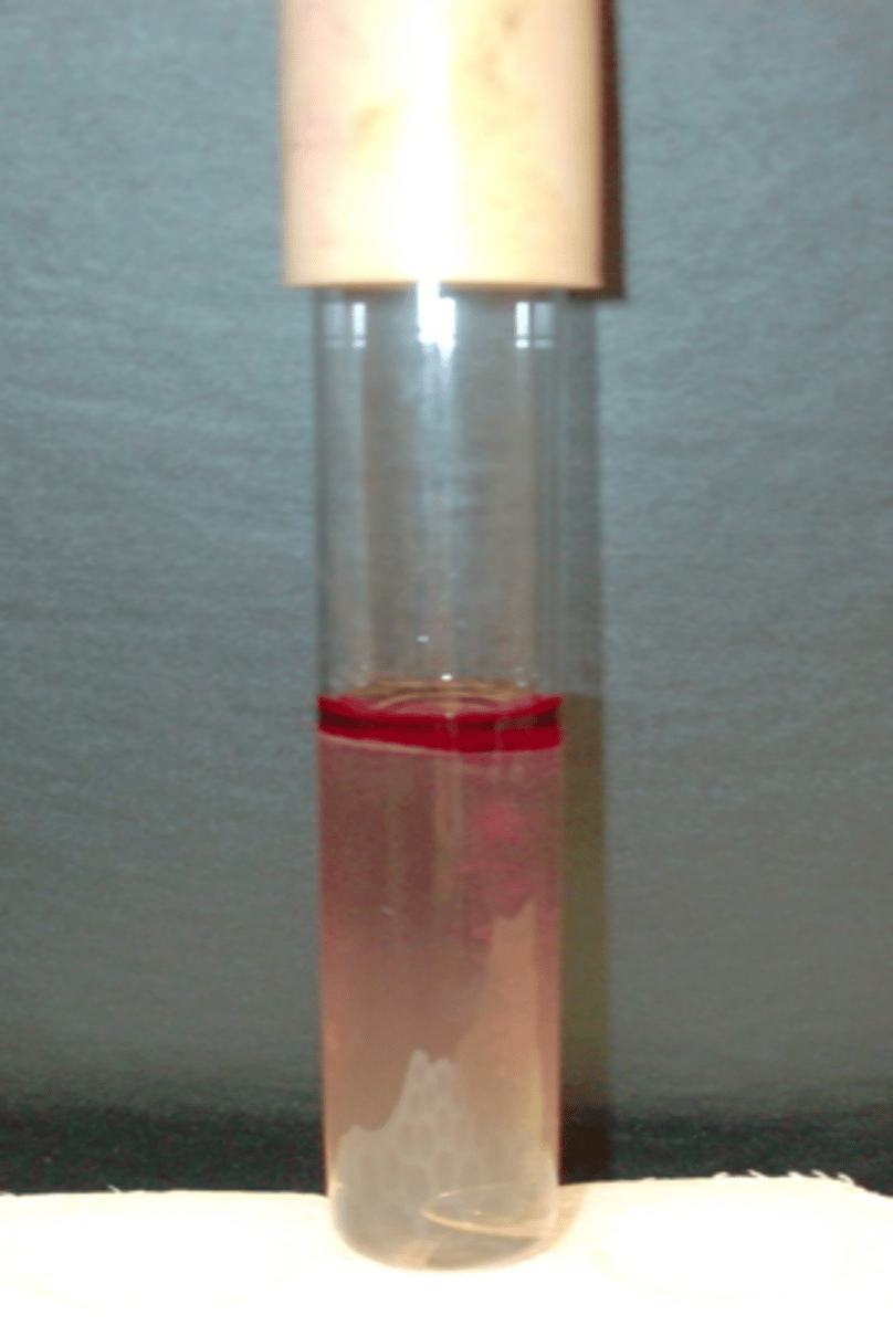 <p>red layer formed on top</p>