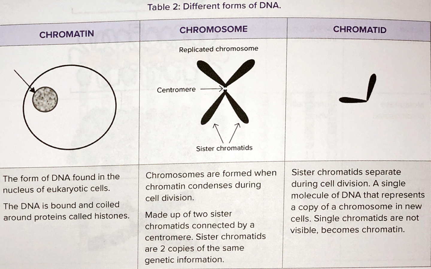 <p><mark data-color="green">In eukaryotic cells, DNA is bound to proteins (histones) in linear chromosome, which are found in the nucleus.</mark></p><p>In eukaryotic cells, the <mark data-color="yellow">strands of DNA in the nucleus are coiled around proteins</mark> (<strong>histones</strong>) to form structures called <mark data-color="yellow">chromosomes</mark>.</p><p>These chromosomes are linear.</p><p><em>Typically, chromosomes are not visible, unless the cell is dividing (where they condense, shorten, and thicken)</em>.</p><hr><p><em>(im not sure how much of the rest of this information we need, but i shall proceed to add)</em>.</p><hr><p>Characteristics of DNA in eukaryotes.</p><ul><li><p>The chromosomes are arranged into condensed, linear strands, consisting of a double-stranded DNA molecules and <strong>histone</strong> proteins.<br></p></li><li><p>The ends of chromosomes have short lengths of DNA called <strong>telomeres</strong>. These protect the tips of the chromosomes from breakdown, and prevent the chromosomes from binding to each other.<br></p></li><li><p>Chromosomes are only visible under a light microscope during cell division when the DNA is tightly coiled around the histone proteins (condensed).<br></p></li><li><p>The de-condensed form of chromosomes is called the <strong>chromatin</strong>.<br></p></li><li><p>Chromatin is present in the nucleus of cells throughout the cell cycle (excluding cell division). <br></p></li><li><p>It is important that the genetic code is accessible during the growth and development of a cell so that DNA synthesis, RNA synthesis, and protein synthesis can occur.<br></p><p><mark data-color="yellow">If the DNA molecule is condensed, the genetic code is very hard to access</mark>, and these processes are unlikely to occur.<br></p><p>However, it is still important for the chromatin to condense into chromosomes prior to cell division to protect the genetic code, and ensure identical copies are transferred to both daughter cells.<br></p></li><li><p>Each human somatic cell contains ~2-3 meters of DNA when completely de-condensed to linear form. <br></p></li><li><p>If chromatin was present during cell division, it is likely that the de-condensed DNA would get tangled; resulting in DNA breakages.</p></li></ul><hr><p><mark data-color="yellow">The chromosomes in prokaryotic cells do not contain histones.</mark></p><p>It is the DNA of the chromosomes that contain the vast store of information, in the form of base sequences, that is needed by the cell and the organism.</p><p>The information coded in the DNA determines what proteins are made within a cell, and hence it influences the structure and function of the cell.</p><p>A segment of DNA on a chromosome that contains the complete sequence of bases required to direct the manufacture of a <strong>polypeptide</strong> or an RNA molecule is called a <strong>gene</strong>.</p><p><mark data-color="yellow">Each chromosome will carry particular genes </mark>which will be the same for all individuals of the species, except for any chromosomal mutations which may have occurred.</p><p><mark data-color="yellow">Each chromosome will have a homologous pair</mark>, where each carries the same set of alleles, encoding variants of the same gene.</p>