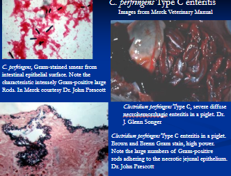 <p><span style="background-color: transparent;">Clostridial enterocolitis</span></p>