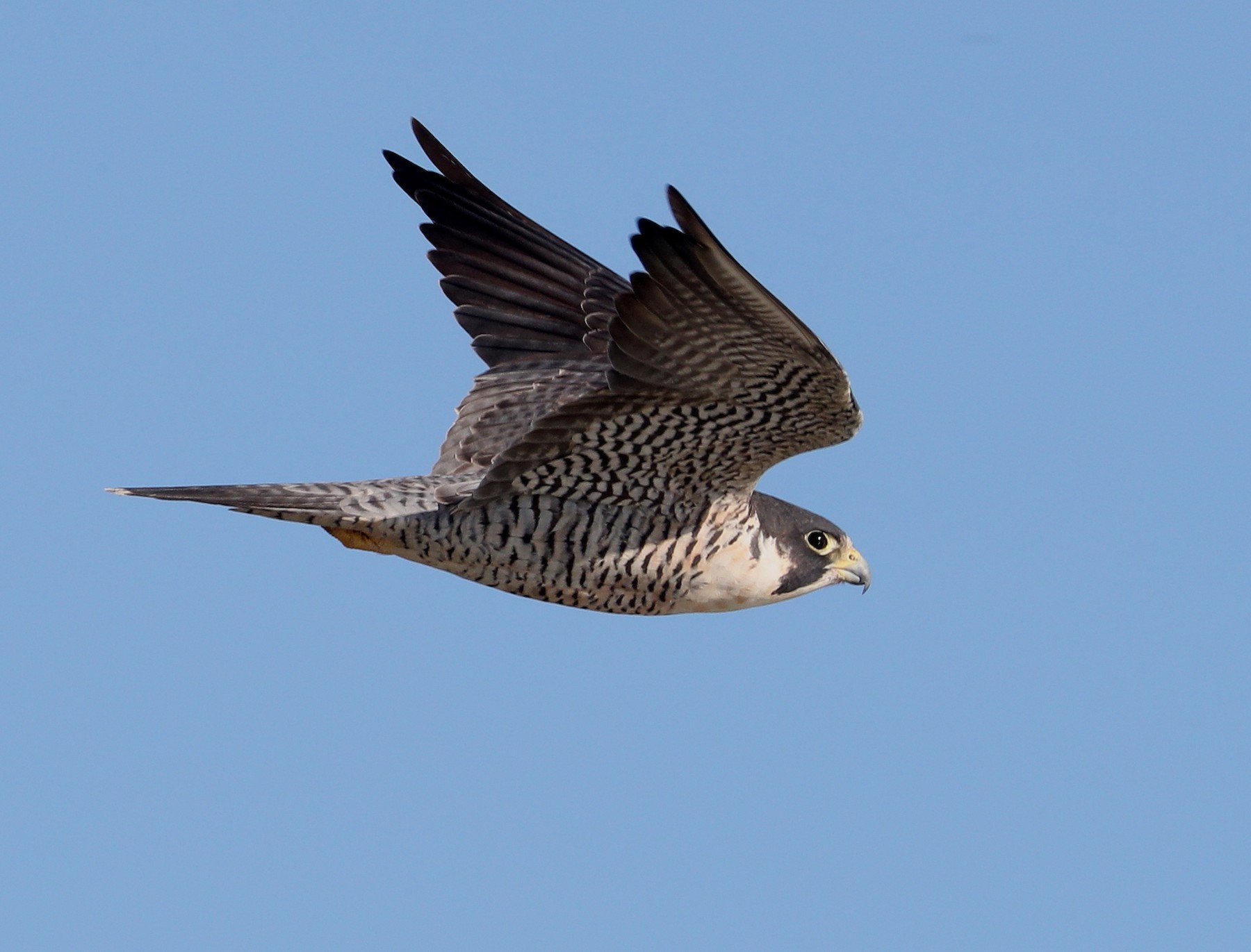 <p>Peregrine Falcon</p>