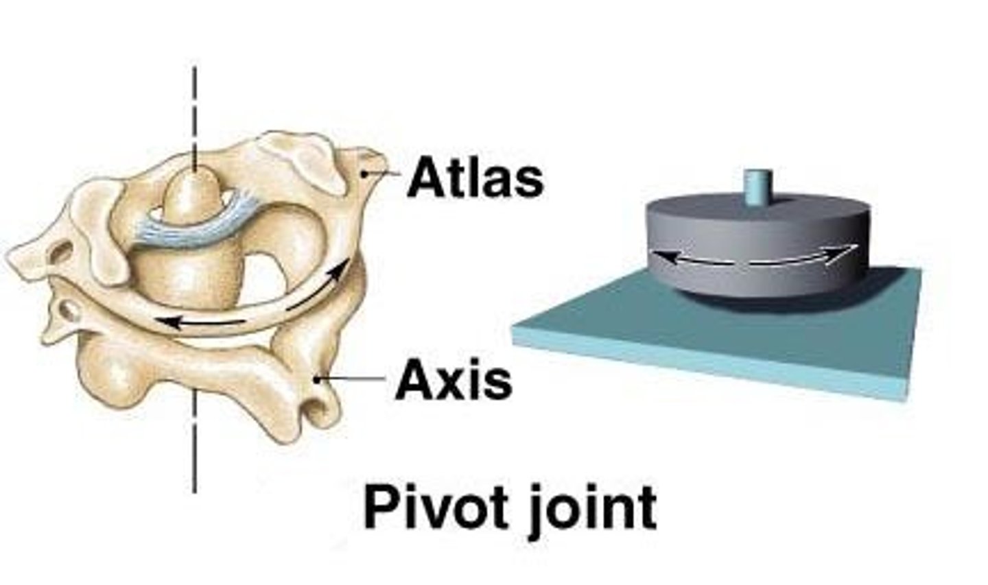 <p>Proximal radioulnar joint (supination, pronation), Atlanto-Axial joint (turning head side to side "no")</p>