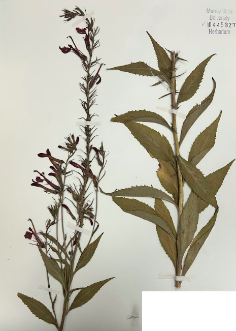 <p>Family + Genus</p>