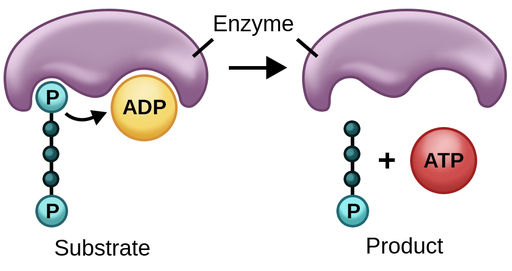 <p>a phosphate group that is covalently attached to another molecule is transferred to ADP to form ATP.</p>