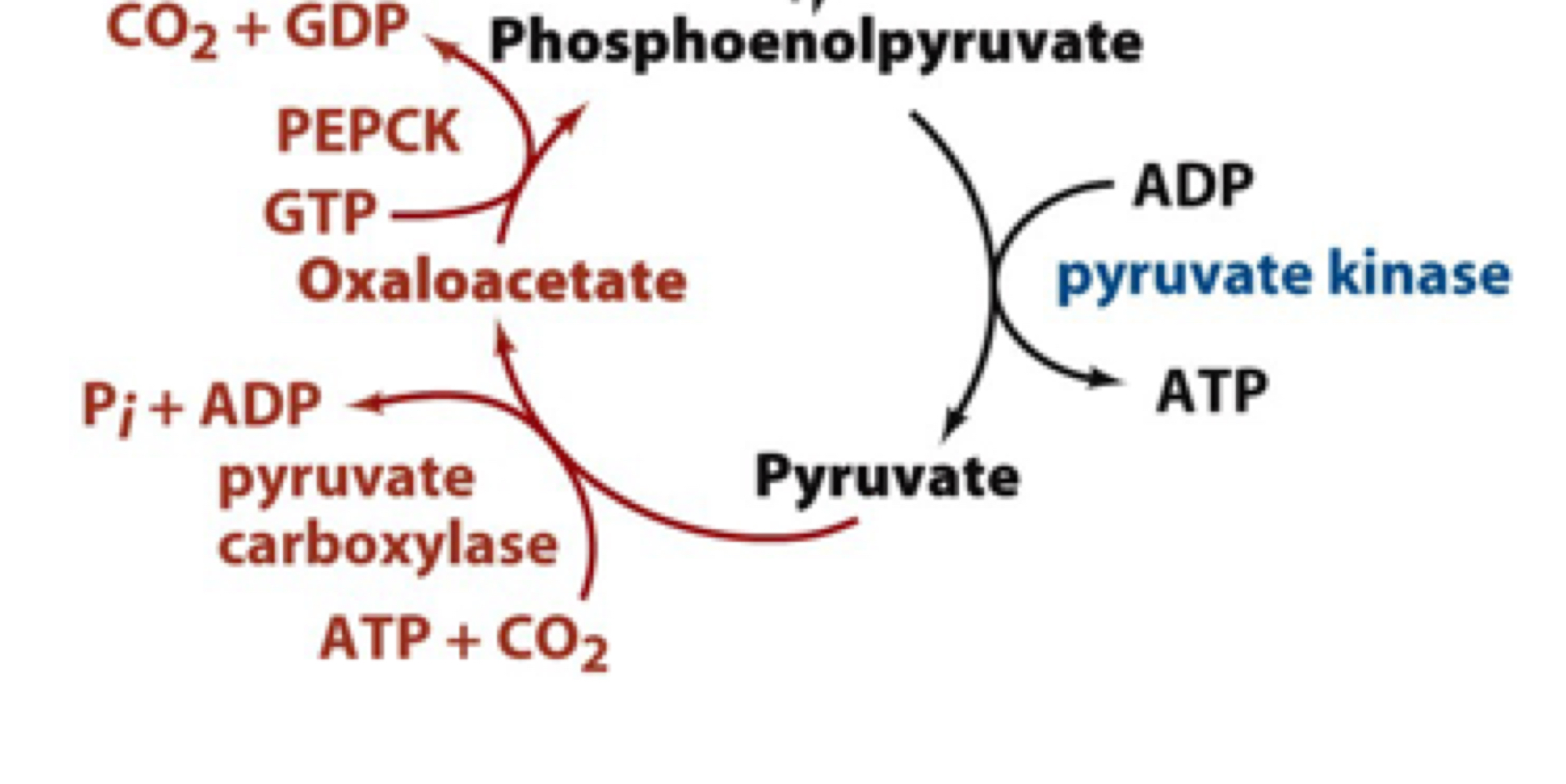 two enzymes (pyruvate carboxylase and PEP carbokinase) are needed in gluconeogenesis to bypass the highly irreversible step catalyzed by pyruvate kinase in glycolysis