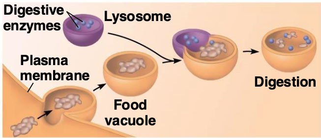 <p>Phagocytosis = <strong>“cell eating.”</strong><br>It’s a type of <strong>endocytosis</strong> where the cell <strong>engulfs large particles</strong> (like bacteria, dead cells, or food).</p><p></p><p>A type of endocytosis where the cell engulfs large particles by surrounding them and bringing them into the cell.</p><p></p><p>Step-by-step: </p><p><span data-name="one" data-type="emoji">1⃣</span> Cell extends its membrane outward → forms <strong>pseudopodia</strong> ("arms").<br><span data-name="two" data-type="emoji">2⃣</span> Surrounds the particle.<br><span data-name="three" data-type="emoji">3⃣</span> Membranes fuse and form a <strong>vesicle (phagosome)</strong> inside the cell.<br><span data-name="four" data-type="emoji">4⃣</span> The vesicle often fuses with a <strong>lysosome</strong> to break down whatever was eaten.</p>