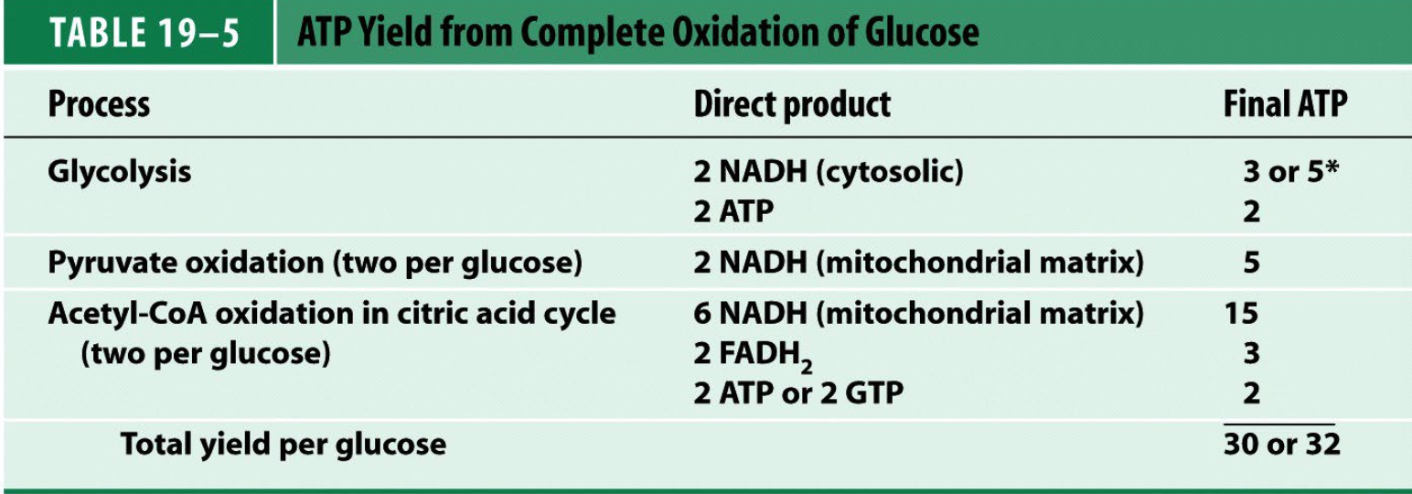 <ul><li><p>4 H+ per ATP synthesized, 3 per turn of ATP synthase, 1 per PO4 import</p></li><li><p class="p1">10 H+ per NADH when <em>e</em>- donated to complex I, so 2.5 ATP per matrix NADH.</p></li><li><p class="p1">6 H+ per NADH when <em>e</em>- donated to quinone (4 H+ pumped by complex III, 2 H+ by complex IV), 1.5 ATP per cytosolic NADH.</p></li><li><p class="p1">6 H+ per FADH2 when <em>e</em>- donated to quinone (Succinate Dehydrogenase), 1.5</p><p class="p1">ATP per FADH2</p></li></ul><p></p>
