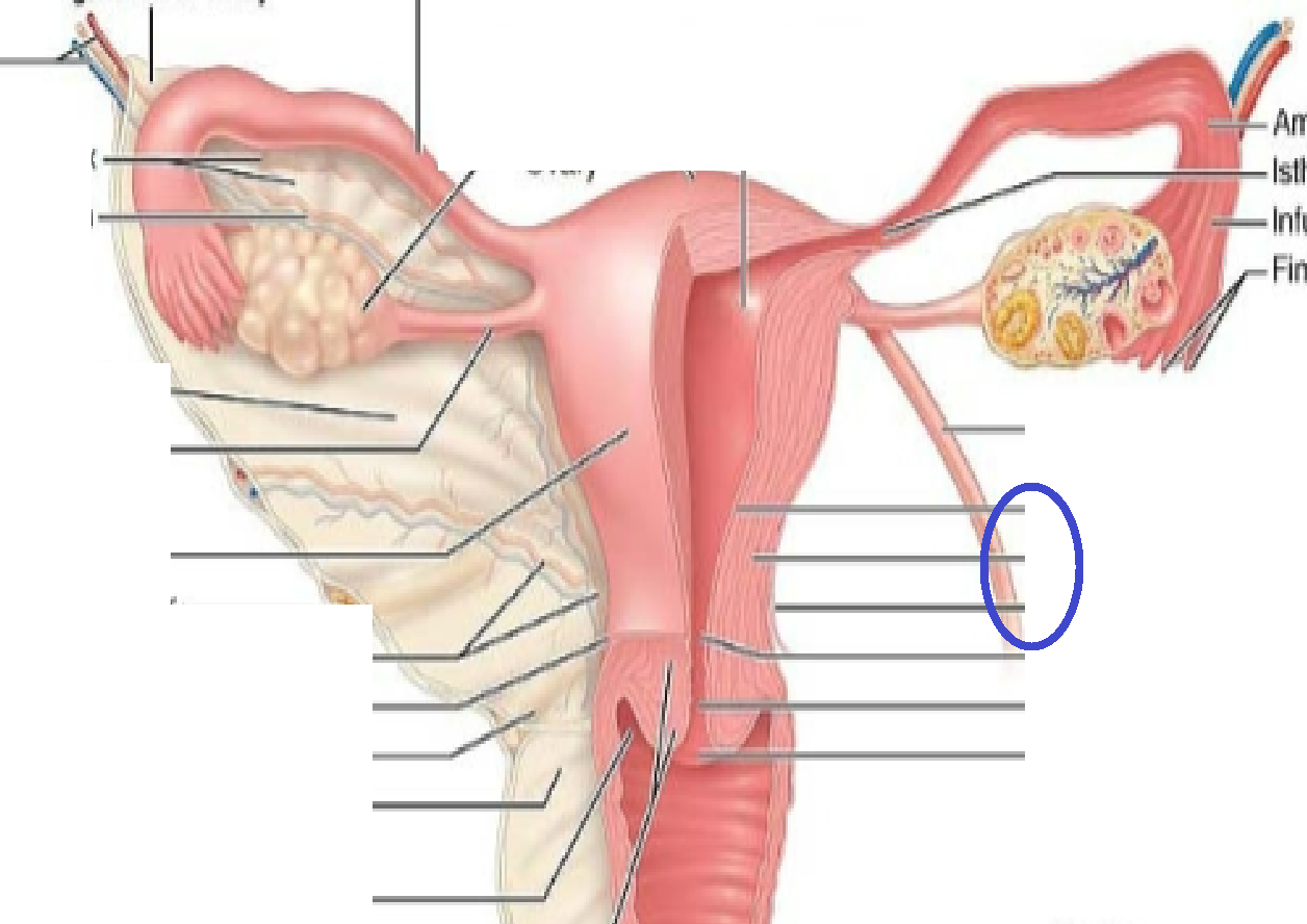 <p>endometrium myometrium perimetrium</p>