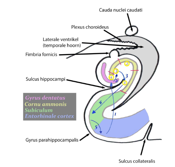<ul><li><p>deel van limbisch systeem</p><ul><li><p>limbisch systeem = functioneel hersensysteem</p><ul><li><p>componenten niet gelokaliseerd in 1 welbepaald hersengebied, maar netwerk van neuronen die samenwerken &amp; grote afstanden overbruggen in de hersenen</p></li></ul></li></ul></li><li><p>functie limbisch systeem:</p><ul><li><p>voortbestaan van het individu (bv. voedsel zoeken)</p></li><li><p>voortbestaan van de soort (voorplanting &amp; seksualiteit)</p><ul><li><p>(vooral afferentie ontvangen vanuit reukcentra)</p></li></ul></li><li><p>beleving van emoties (amygdala)</p></li><li><p>hippocampus → belangrijk voor geheugen</p></li></ul></li></ul><p></p>