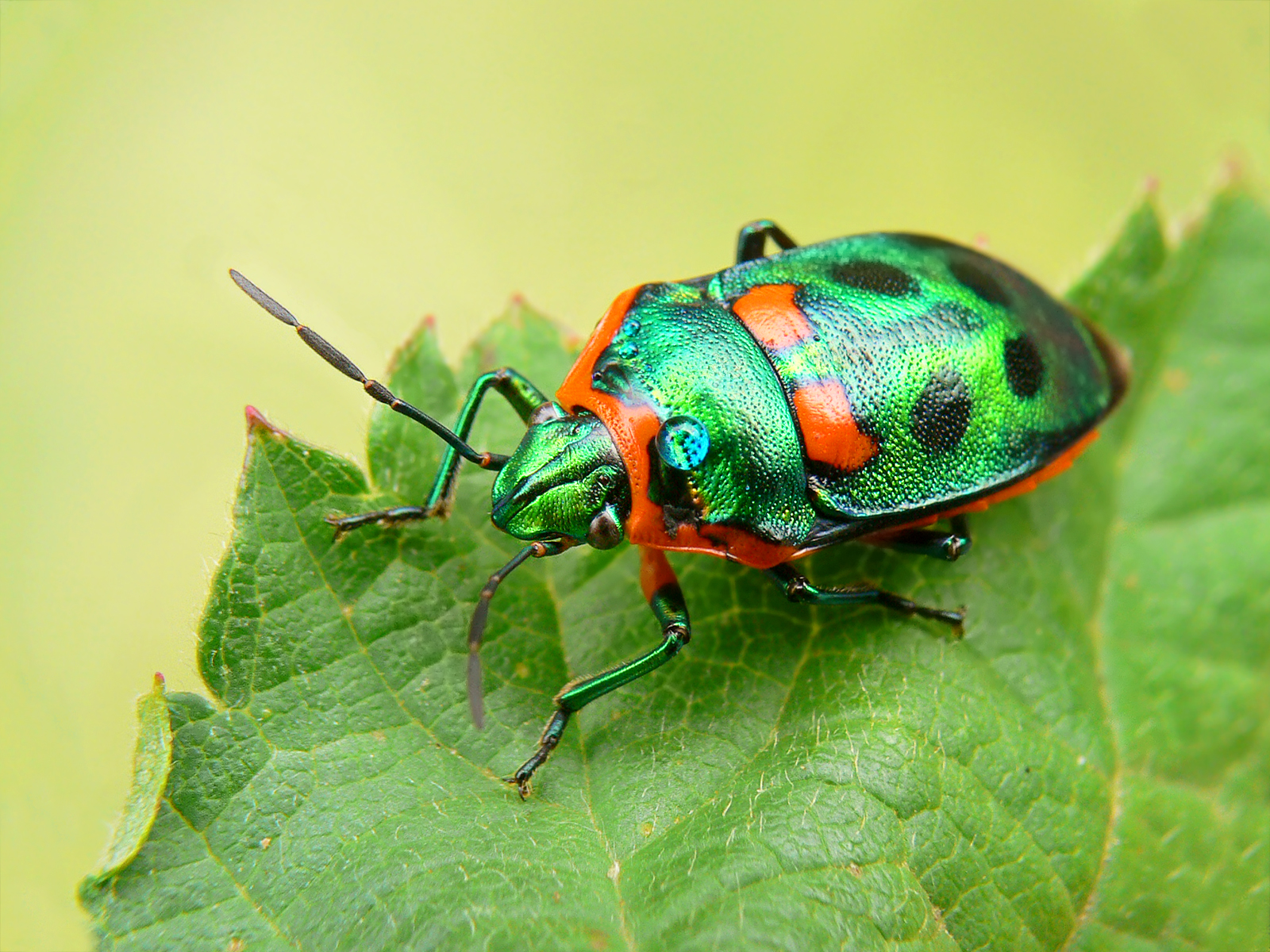 <p>Hemiptera</p><p>shield-backed bugs</p>