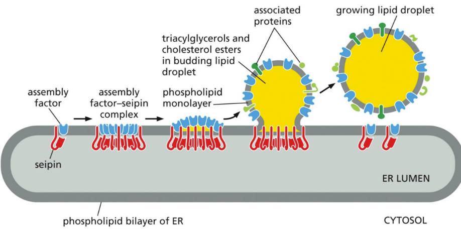 <p><span>excess cellular lipids stored in organelles surrounded only by a phospholipid monolayer&nbsp;</span></p><ul><li><p class="Paragraph SCXW68654048 BCX0" style="text-align: left"><span>Contain neutral lipids like triglycerides and cholesterol esters&nbsp;</span></p></li></ul><ul><li><p class="Paragraph SCXW68654048 BCX0" style="text-align: left"><span>Formed from ER membrane&nbsp;</span></p></li></ul><ul><li><p class="Paragraph SCXW68654048 BCX0" style="text-align: left"><span>Ex: adipocytes = just one big fat droplet&nbsp;</span></p></li></ul><p></p>