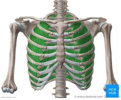 <p>in between the ribs, aids breathing</p>