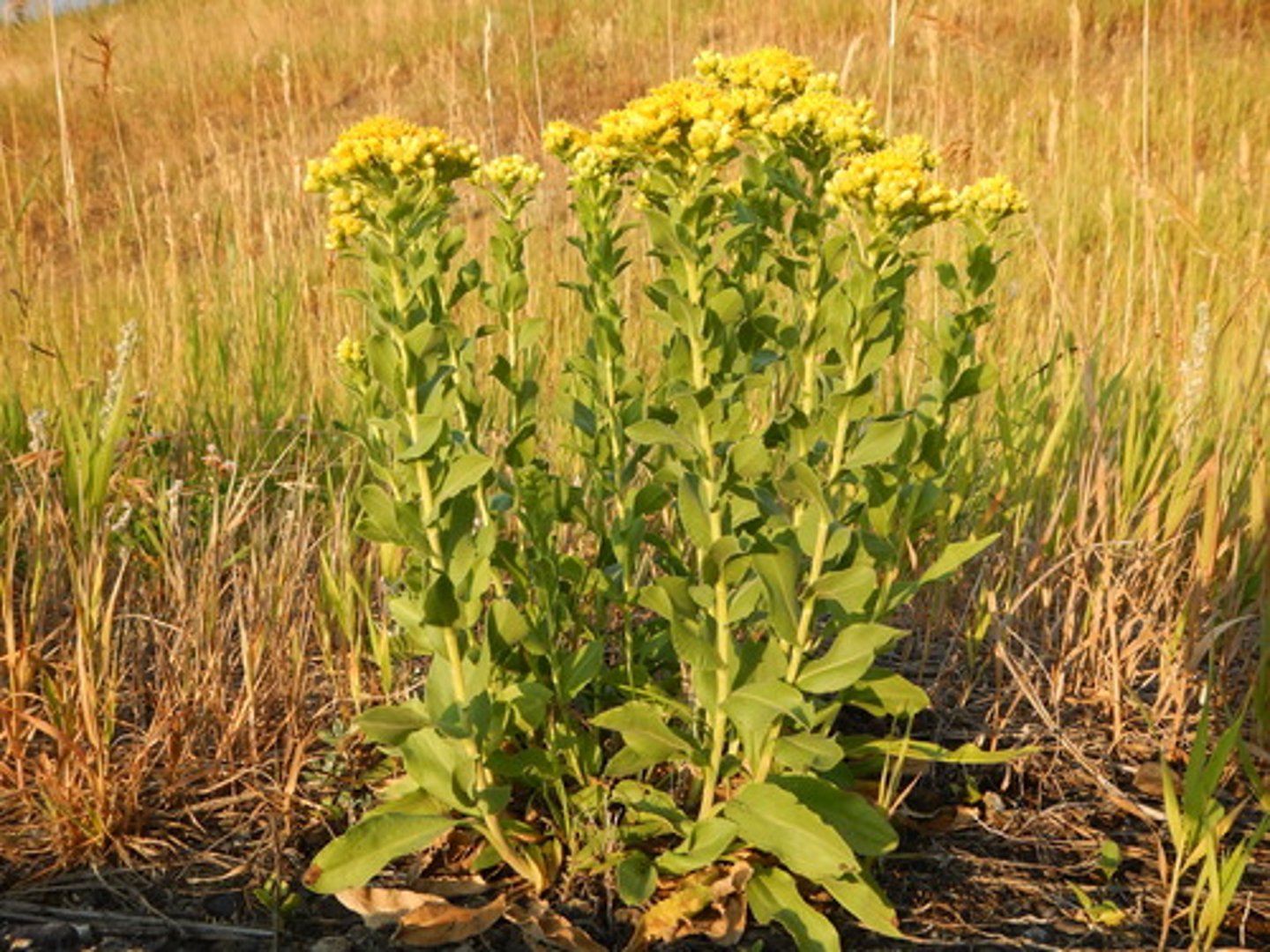 <p>-even inflorescence on top (corymb)<br>-state listed<br>-glabrous (no hair)<br>-clasping leaf arrangement, undeveloped petiole</p>