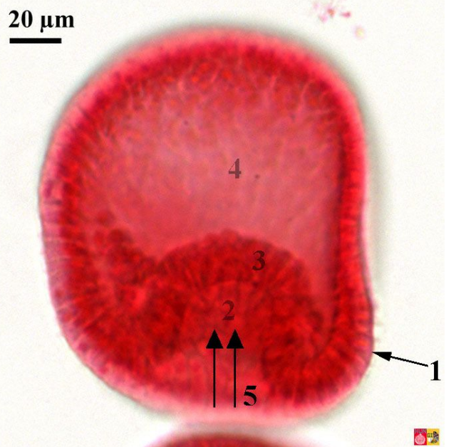 <p>Third stage of <strong>Embryonic Development</strong>: formation of gastrula from blastula stage.</p>