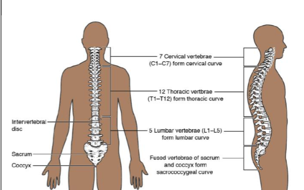 <ul><li><p>no naturally occurring lateral curves</p></li><li><p>cervical curve- anterior</p></li><li><p>thoracic curve- posterior</p></li><li><p>lumbar curve- anterior</p></li><li><p>sacral curve- posterior</p></li></ul><p>Scoliosis- lateral abnormal curve</p><p>kyphosis- excessive thoracic abnormal curvature</p><p>lordosis- excessive lumbar abnormal curvature</p><p></p>