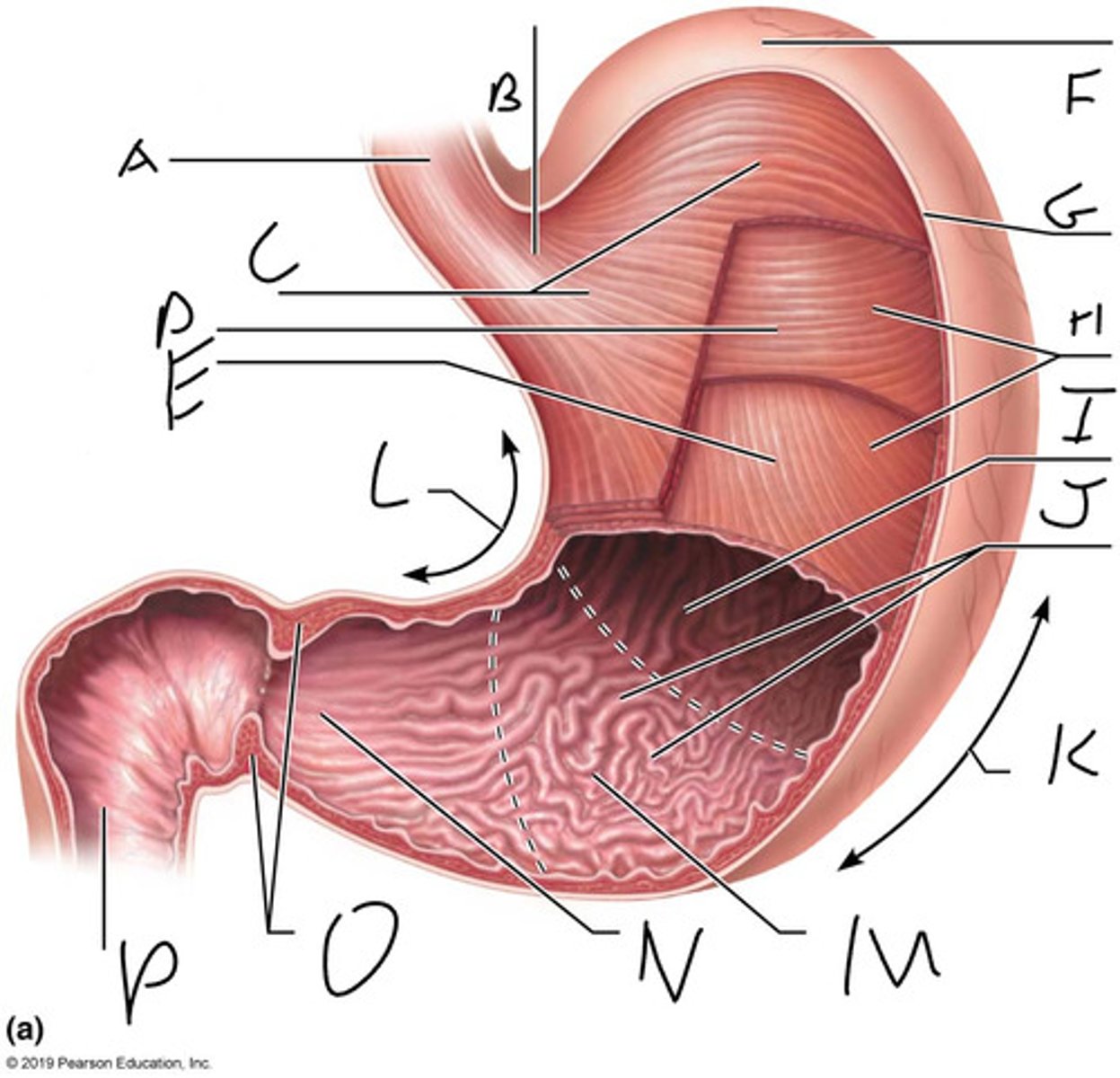 <p>middle of the two</p>
