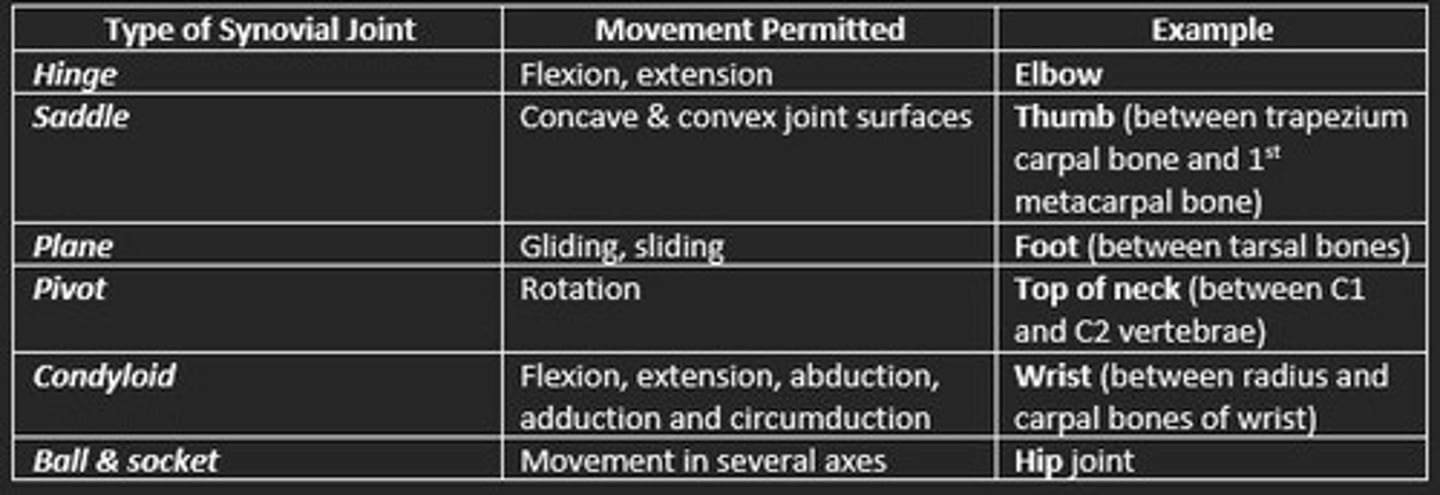 <p>Bones of foot</p>
