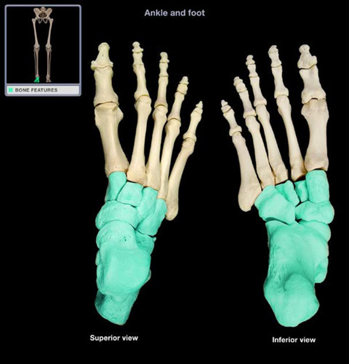 <p>Proximal part of the foot and ankle</p>
